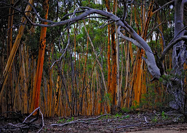 You Yangs in the last light of the day