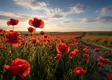 Field of Red Poppies at Sunset