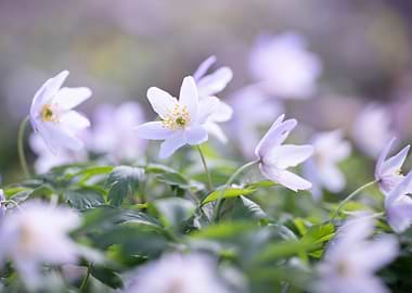 Delicate white anemone flowers in soft focus
