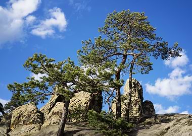 Pine trees on rocky outcrop under blue sky
