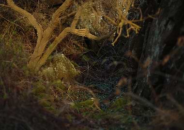 Overgrown forest path with rocks and trees
