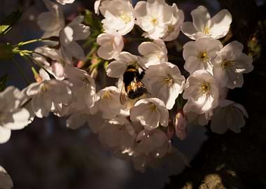 Bumblebee on Cherry Blossoms