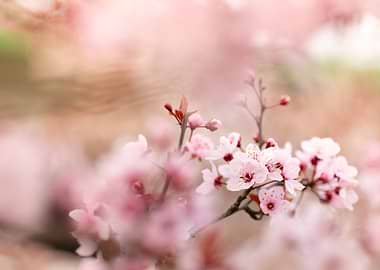 Soft Focus Pink Cherry Blossoms