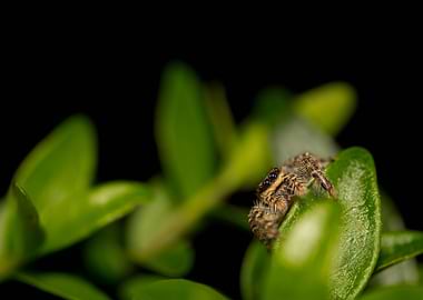 Jumping spider on a green leaf