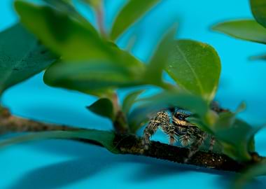 Jumping spider on a branch