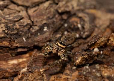 Jumping spider on bark