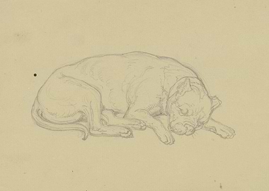Pencil Sketch of a Sleeping Dog