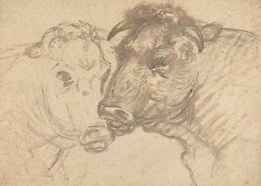 Sketch of Two Bulls