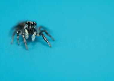Jumping spider on blue background
