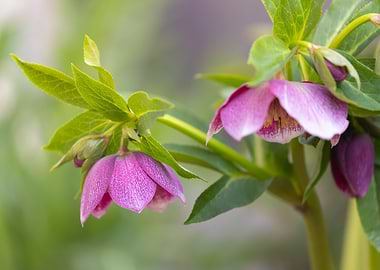 Pink Hellebore Flowers in Bloom