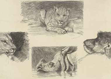 Pencil Sketches of African Wildlife