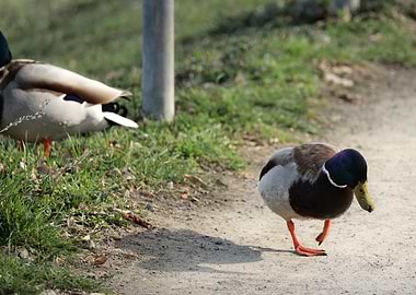 Ducks walking on a path