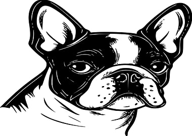 Black and White French Bulldog Portrait