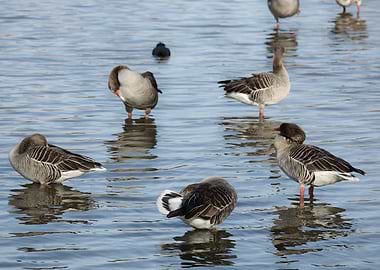 Geese resting in water
