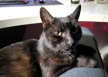 Black Cat Resting on a Cushion