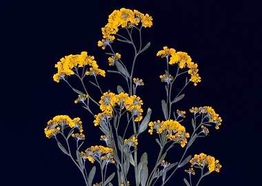 Yellow Flowers on Dark Background