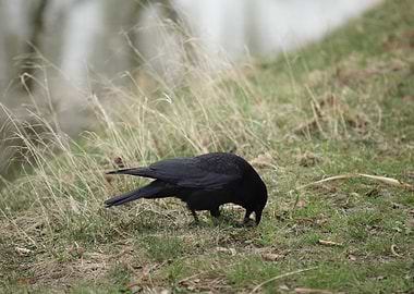 Black Crow Foraging in Grass