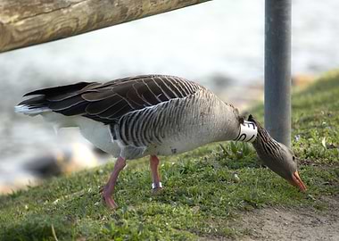 Goose with neck band and leg ring