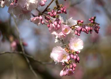 Pink Cherry Blossoms on a Branch