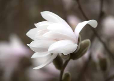 Delicate White Magnolia Blossom