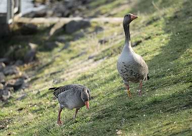 Two Geese on a Grassy Hillside
