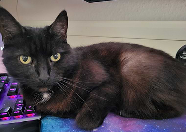 Black cat on a keyboard