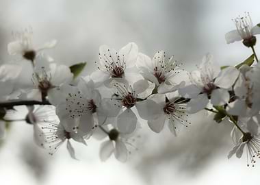 White Cherry Blossoms on Branch