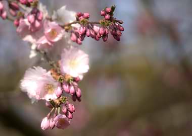 Cherry Blossoms in Bloom
