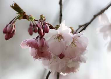 Pink Cherry Blossoms on a Branch