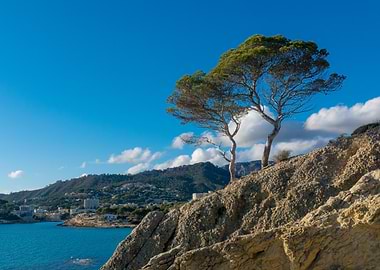 Pine tree on rocky cliff above turquoise sea
