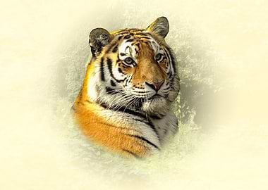 Tiger Portrait with Soft Background