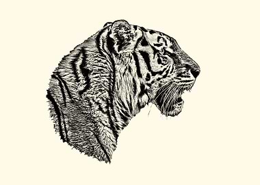 Tiger Head Sketch