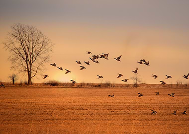 Ducks flying over a field at sunset