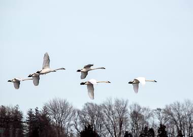 Mute Swans flying in formation