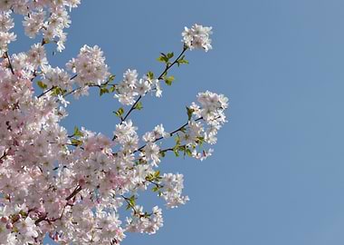 Cherry Blue Sky