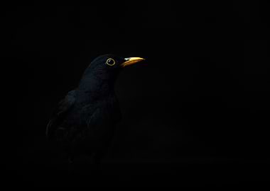 Blackbird with Yellow Beak and Eye