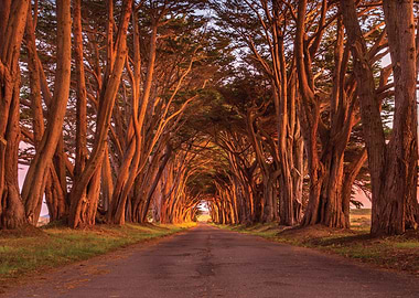 Tree Tunnel Road at Sunset