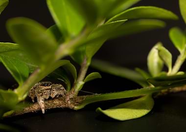 Jumping spider on a branch