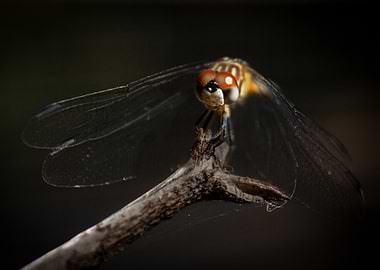 Dragonfly on a Branch
