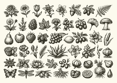 Vintage Botanical Poster, Flowers Fruits Nature Chart, Antique Garden Wall Art