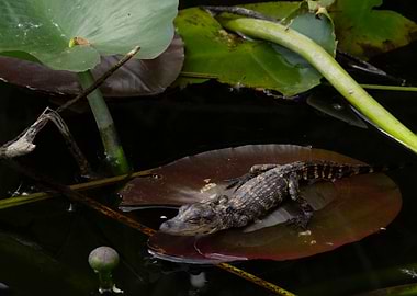 Baby alligator on lily pad