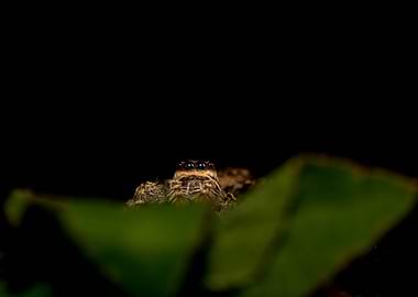 Jumping spider peeking from behind leaves