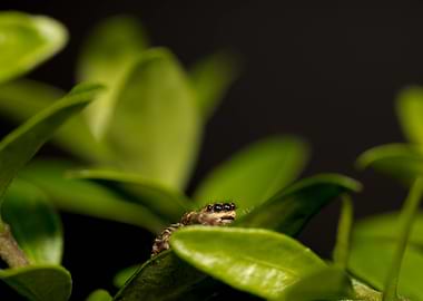 Jumping spider on green leaves