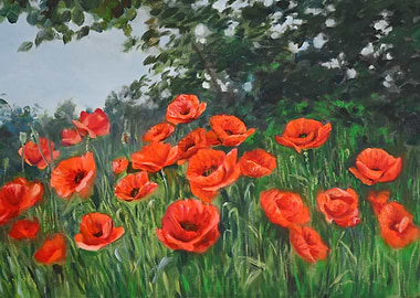 Field of Red Poppies