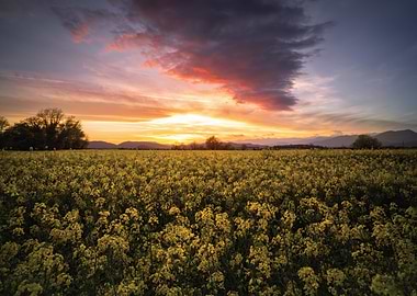 Sunset over a field of yellow flowers
