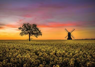 Sunset over a field of yellow flowers