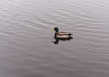Male Mallard Duck Swimming