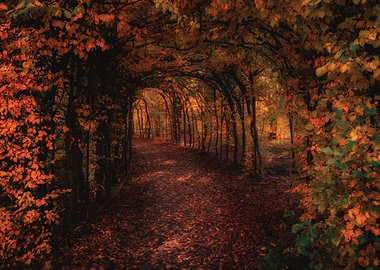 Autumn Tunnel of Trees