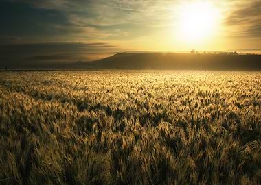 Golden Wheat Field at Sunrise