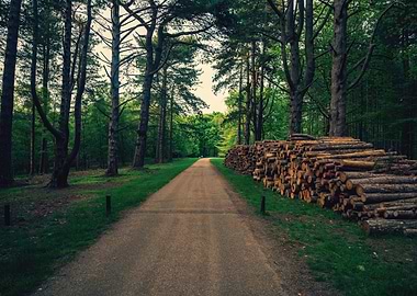 Forest Road with Stacked Logs